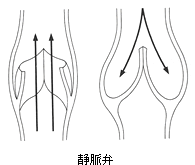 下肢静脈瘤の原因